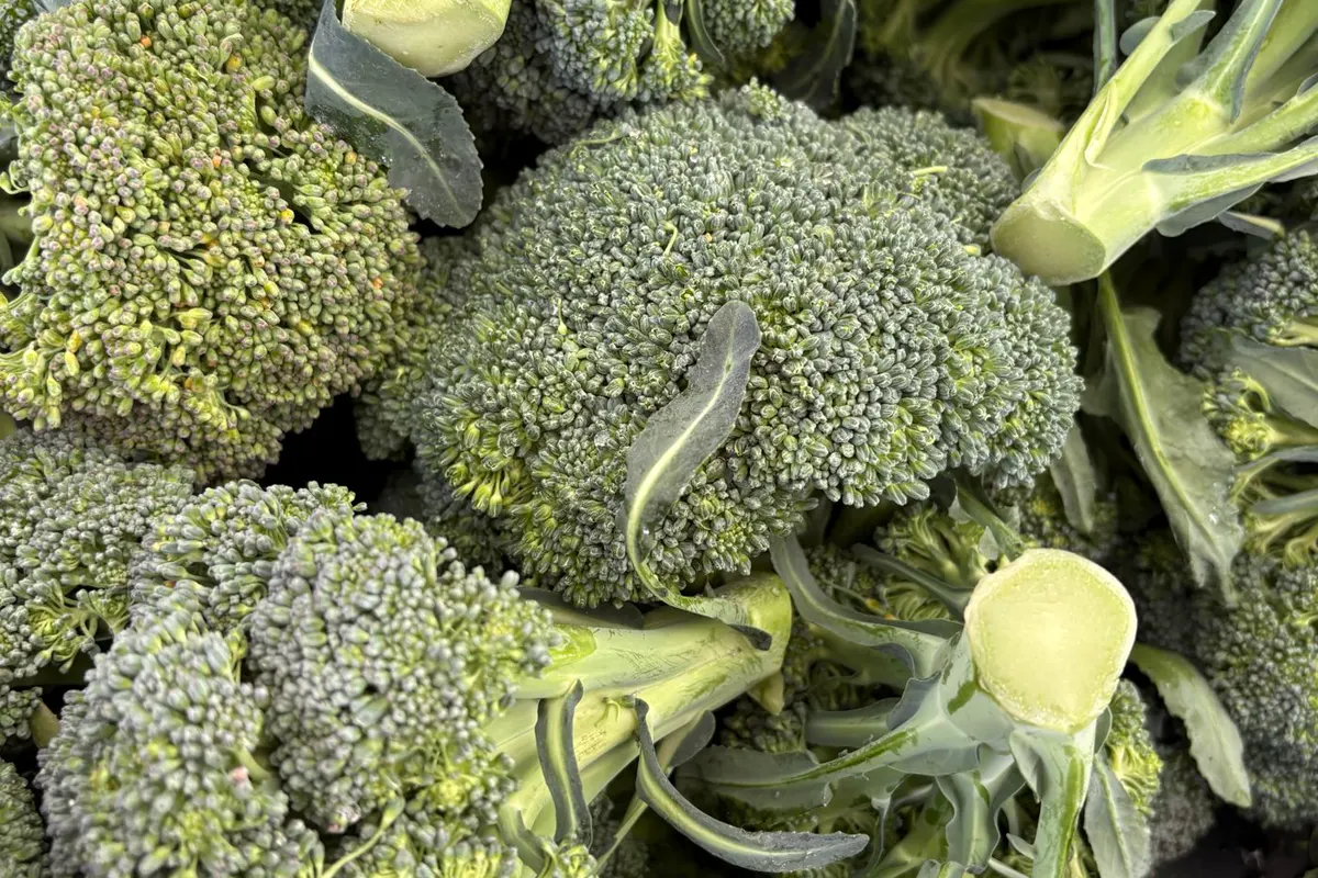 Brocoli